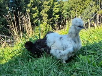 Apartamento Bio Bauernhof - Mini Shetland Ponyhof "almbauer"