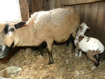 Apartamento Mitterhirschberg, Familie Schweighuber