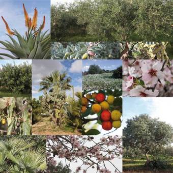 B&B Casa Solare Rakalia