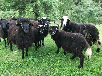 Apartamento Charmante G�stewohnung In Altem Bauernhaus In Alpiner Alleinlage