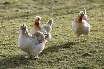 Apartamento Ferienwohnung Auer