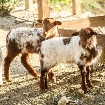 Agroturismo Kamihis Farm House Experience