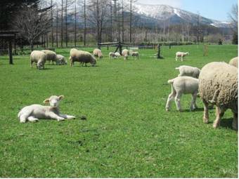 Lodge Yorkshire Farm