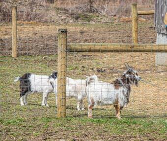 Charming Farmhouse, Including Barn Filled With Horses And Livestock