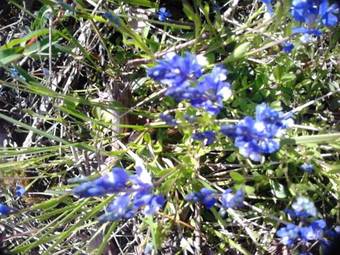 Apartamento Mas Campolier