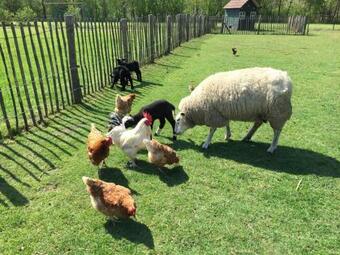 Mini- Camping De Peelweide