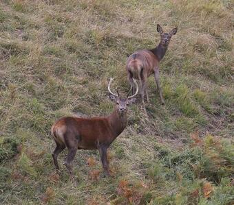 La Grange Des Chouettes