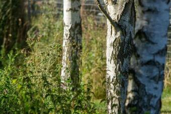 Rum Bridge Baby Bell Tent - Sleeps Up To 4