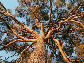 Lodge Chalet Mam?nka