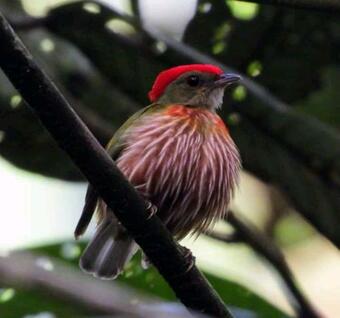 Hotel Gareno Lodge Amazon