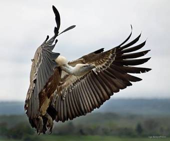 Hostal Observatorio De Aves Mas De Bu�ol