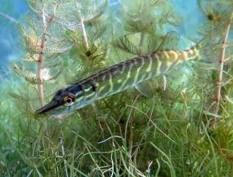 Hostal Tauchbasis Stechlin