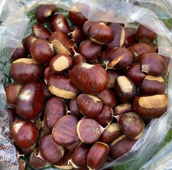 Superbe Maison Dans Village Au Coeur De La Corse A Casa Suttana