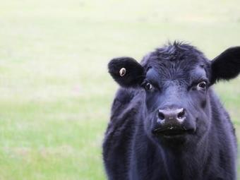 Agroturismo Galwiji Homestead