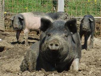 Agroturismo Agriturismo Le Vigne