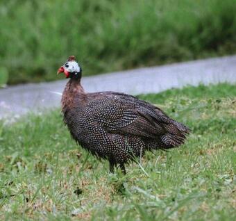 Villa Circa A 1930s House Set In Byron Bay Hinterlands