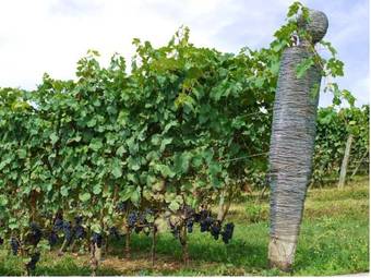 Agroturismo Residenza La Beccata