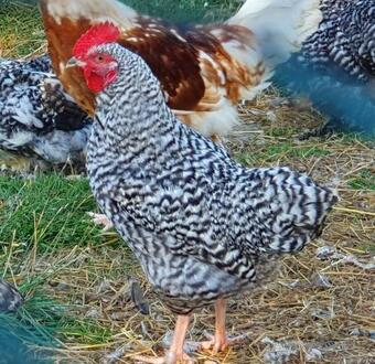 Double Decker Bus On An Alpaca Farm Sleeps 8
