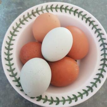 Bed & Breakfast Ivy Farm Accommodation