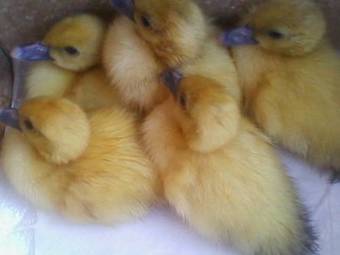 Agroturismo Agritur Scarena