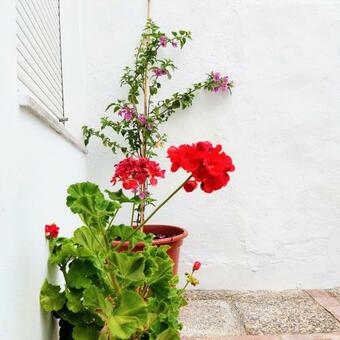 Agroturismo Casa Rural Maribel