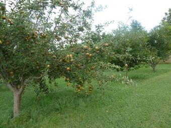 Hostal Le Mas Du C�prier