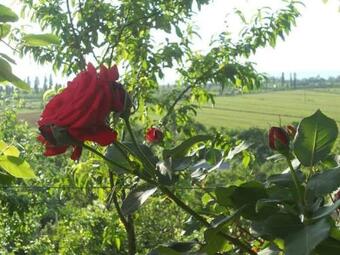 Apartamento Tsikhisdziri Kobuleti