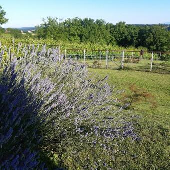 Po?itni?ka Hi?a Sovica