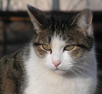 Agroturismo Agriturismo Ai Guiet