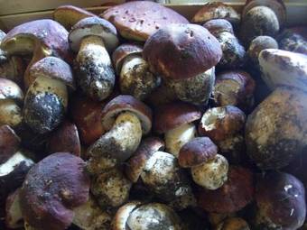 Agroturismo Cuccaro Club