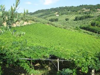 Agroturismo Cantina Loft