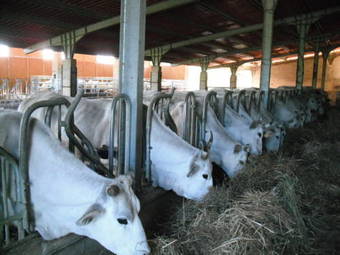 Agroturismo Agriturismo Il Casale Del Barone