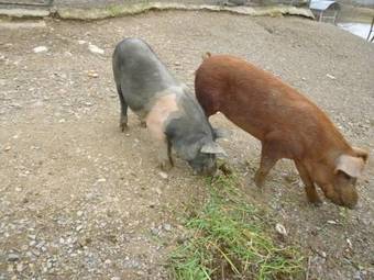 Agroturismo San Lorenzo Agriturismo