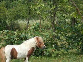 Agroturismo Conacul Grecului 1