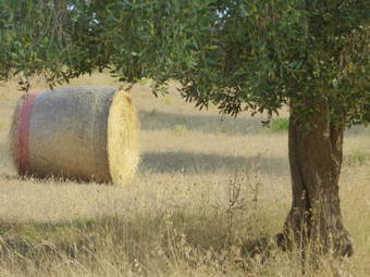 Agroturismo Agriturismo Le Giunchiglie