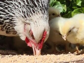 Apartamento Ferien Auf Dem Arche-bauernhof - A70030