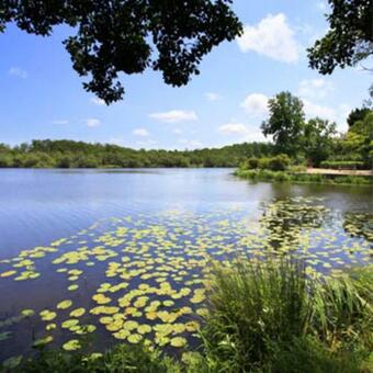 Entre Lac Et Oc�an Pr�s De Mimizan