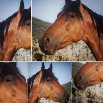 Apartamento Nimr�d Garden