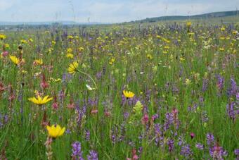 Birdsong Cottage - Peaceful Country Retreat