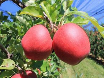 Agroturismo Obst & G�stehof Brandl