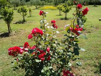 Bed & Breakfast Il Brecciaro