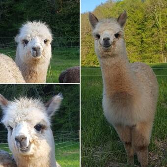 Bed & Breakfast La Ferme Des Andes