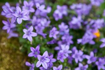 Agriturismo La Logia Du Scurnoto