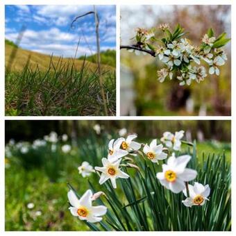 Pridvorul Lui Viorel