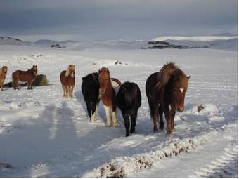 Agroturismo Guesthouse Steinsholt