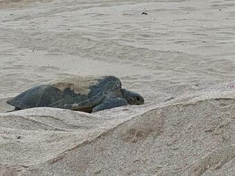 Hostal ?????? ????? ??????? ? ????? Al Sukun For Guest Houses & Chalet