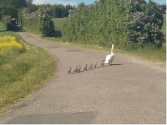 Lundsgaard Apartments