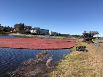 Mulberry Bed & Breakfast