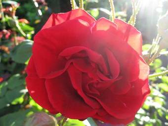 Hotel H�tel-r�sidence La Rubanerie