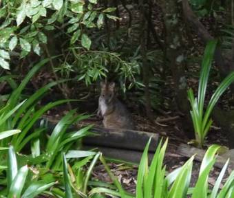 Figtree Getaway